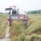 Mô hình “Cánh đồng mẫu lớn” đạt hiệu quả cao